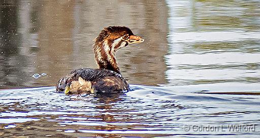 Juvenile Pied-billed Grebe_DSCF4808.jpg - Pied-billed Grebe (Podilymbus podiceps) photographed along the Rideau Canal Waterway at Smiths Falls, Ontario, Canada.